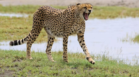 masai-mara-cheetah