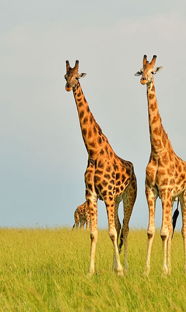 Safari Contact