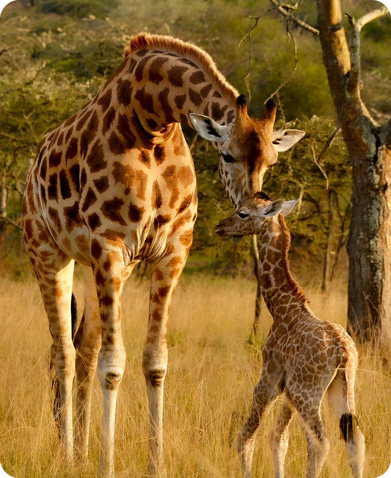 Tanzania Safari