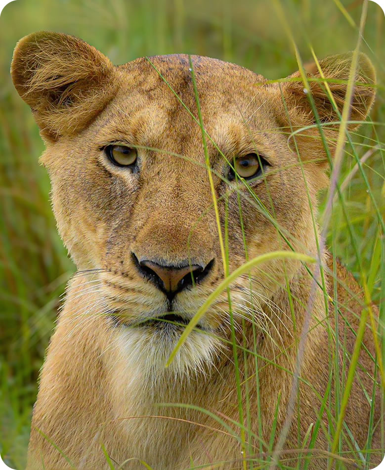Uganda Safari