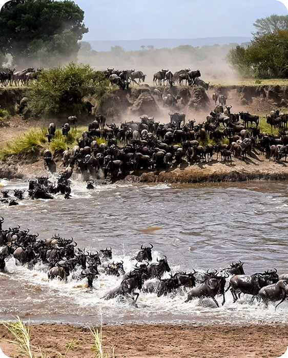 Tanzania Safari