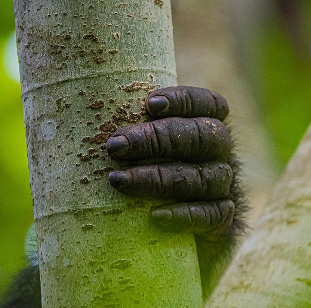 Uganda
